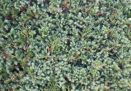 Pine leaf used for backgroundの写真素材