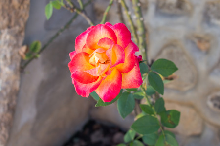 rose in the gardenの写真素材