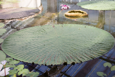 Big size of lily padの写真素材