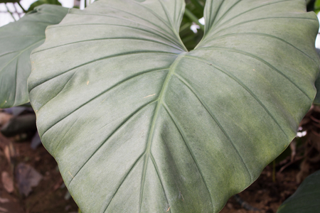 Big green leaf in the gardenの写真素材