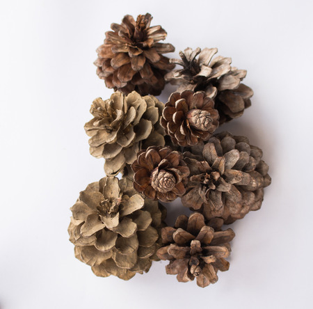 Pinecones on white background