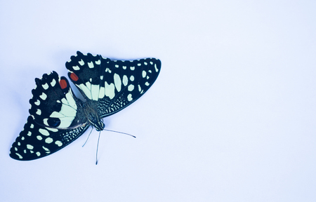 butterfly isolated on white backgroundの写真素材