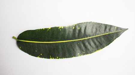 Green leaf on whiteの写真素材