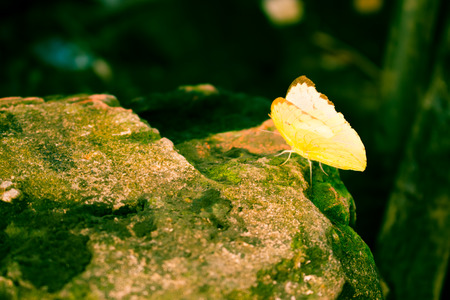 yellow butterfly in dark stone, wild life in natureの写真素材