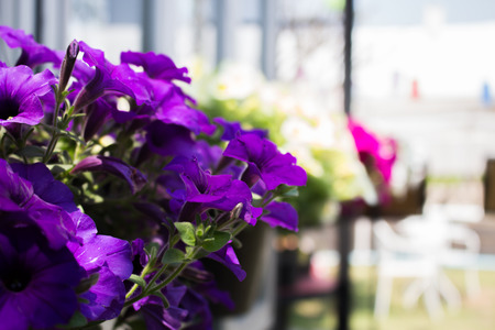 Purple flower in pot decorated around the restaurantの写真素材