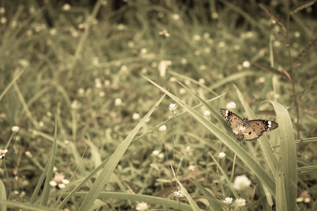 Wildlife in the natureの写真素材