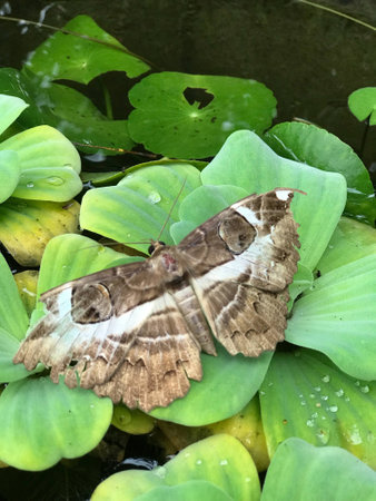 Moth is in green leafの素材