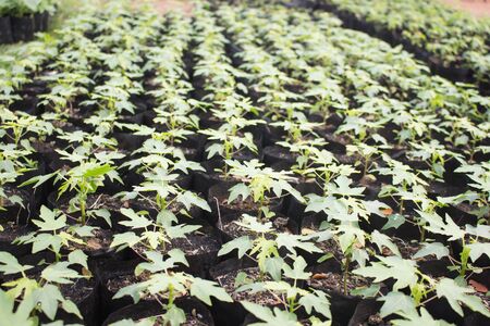 Small plants in bag for grow upの写真素材