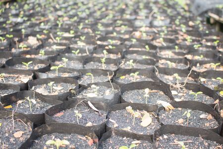 Green plants is growing up in bagの写真素材
