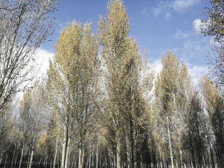 tress under blue sky and white cloudsの写真素材