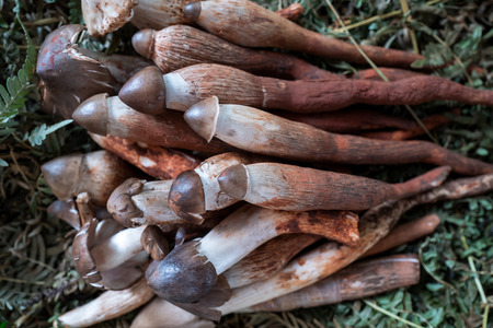 Edible mushroom