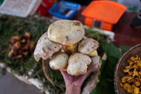edible mushroomの写真素材