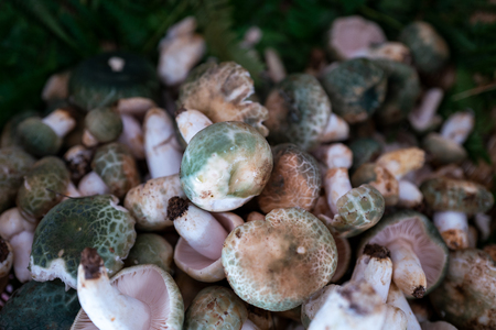 edible mushroom