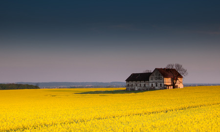 Old devastated farm building in the middle of canola fieldのeditorial素材