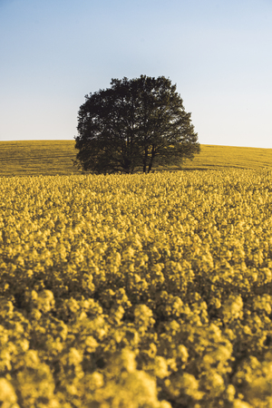 Lonley tree over the canola field, clear sky and lots of yellowのeditorial素材