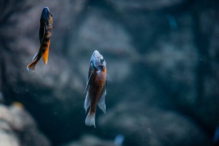 the exotic fish under water