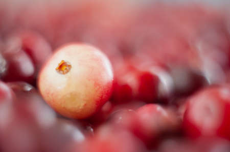 The cranberries. Small forest red berry. A scattering of cranberries. Vitamins from nature. Macro photo. Selective focus.の写真素材