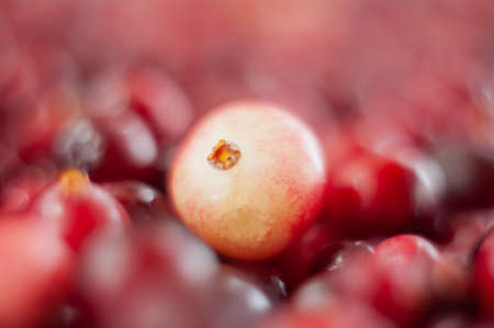 The cranberries. Small forest red berry. A scattering of cranberries. Vitamins from nature. Macro photo. Selective focus.の写真素材