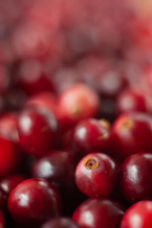 The cranberries. Small forest red berry. A scattering of cranberries. Vitamins from nature. Macro photo. Selective focus.の写真素材