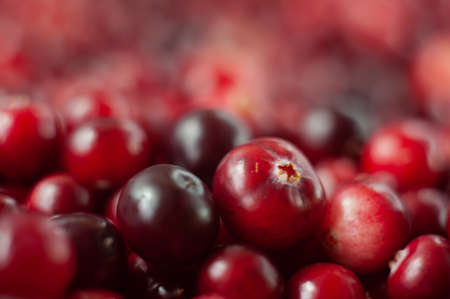 The cranberries. Small forest red berry. A scattering of cranberries. Vitamins from nature. Macro photo. Selective focus.の写真素材