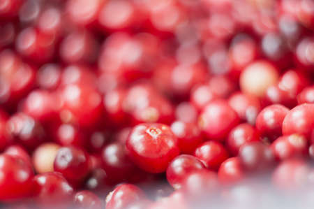Cranberry. Small forest red berry. A scattering of cranberries. Vitamins from natureの写真素材