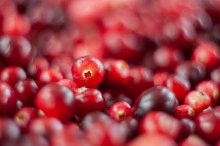 Cranberry. Small forest red berry. A scattering of cranberries. Vitamins from natureの写真素材