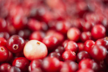 Cranberry. Small forest red berry. A scattering of cranberries. Vitamins from natureの写真素材