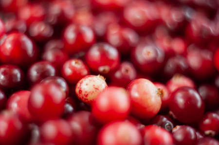 Cranberry. Small forest red berry. A scattering of cranberries. Vitamins from natureの写真素材