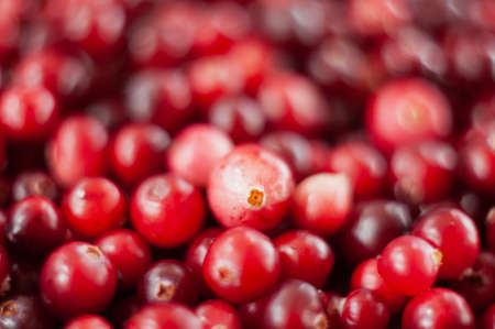 Cranberry. Small forest red berry. A scattering of cranberries. Vitamins from natureの写真素材