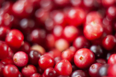 Cranberry. Small forest red berry. A scattering of cranberries. Vitamins from natureの写真素材