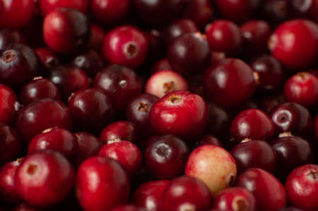 Cranberry. Small forest red berry. A scattering of cranberries. Vitamins from natureの写真素材