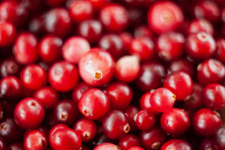 Cranberry. Small forest red berry. A scattering of cranberries. Vitamins from natureの写真素材