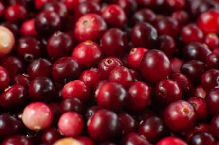 Cranberry. Small forest red berry. A scattering of cranberries. Vitamins from natureの写真素材