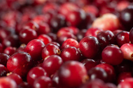 Cranberry. Small forest red berry. A scattering of cranberries. Vitamins from natureの写真素材