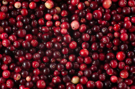 Cranberry. Small forest red berry. A scattering of cranberries. Vitamins from natureの写真素材