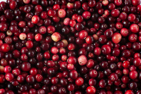 Cranberry. Small forest red berry. A scattering of cranberries. Vitamins from natureの写真素材