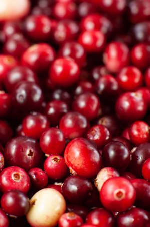 Cranberry. Small forest red berry. A scattering of cranberries. Vitamins from natureの写真素材