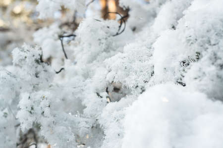 Cold winter. Blue sky. Sunset. White snow.の写真素材