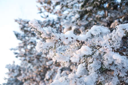 Cold winter. Blue sky. Sunset. White snow.の写真素材