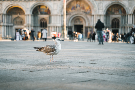 Pigeone standing on a streetの写真素材