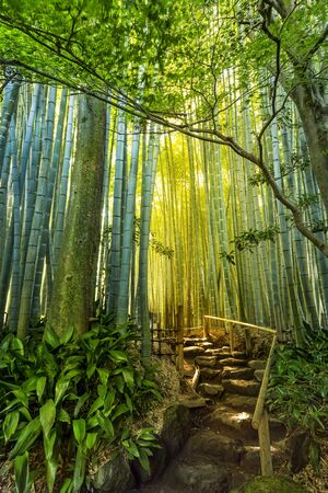 Bamboo garden at Hokoku-ji's buddhist temple, in Kamakura Cityの写真素材