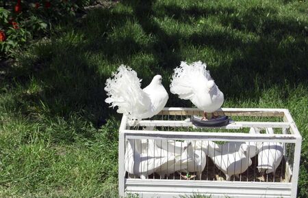 white doves from a cage standing on the grassの写真素材