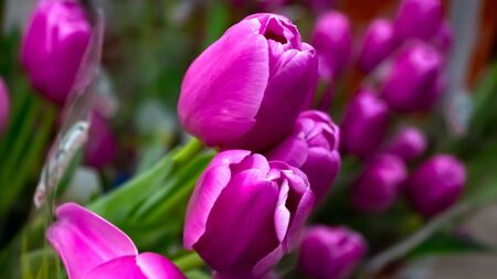 A bouquet of bright and juicy purple flowers.の写真素材