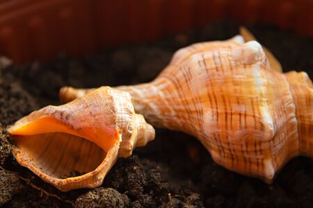 Two shells, one smaller than the other larger, lie in a pot of earth.の写真素材