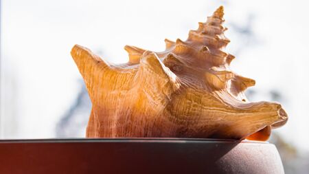 A large shell lies in a pot.
