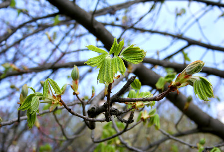 Young leaves on the branches of a chestnut tree in early springの写真素材