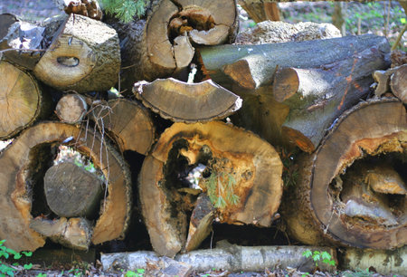 Pile of firewood in the forest, closeup of photo