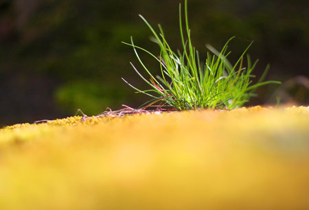 Green grass on a mossy stone in the forest. Shallow depth of fieldの写真素材