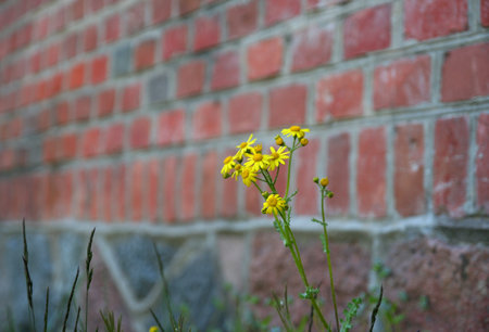 yellow flowers on the background of a red brick wall and green grass