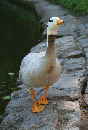 A waterfowl on the rocks near the water.の写真素材